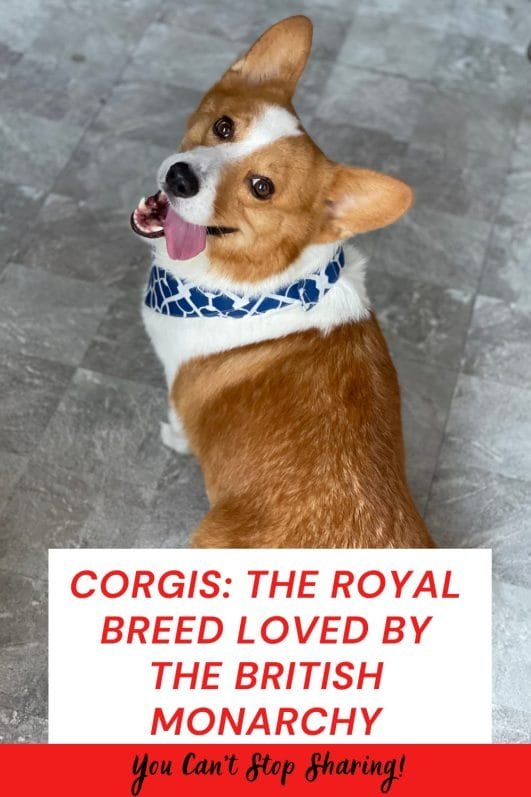 Discover corgibet bonus codes