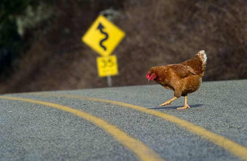 A look at chicken road gokspel